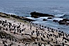 Rockhopper penguins, on rocky coastline of New Island in the Falklands.  True to their name, rockhopper penguins scramble over the rocky intertidal zone and up steep hillsides to reach their nesting colonies which may be hundreds of feet above the ocean, often jumping up and over rocks larger than themselves.  Rockhopper penguins reach 23" and 7.5lb in size, and can live 20-30 years.  They feed primarily on feed on krill, squid, octopus, lantern fish, molluscs, plankton, cuttlefish, and crustaceans. New Island, Falkland Islands, United Kingdom. Image #23744