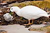 Kelp goose eating kelp, chick and adult male showing entirely white plumage.  The kelp goose is noted for eating only seaweed, primarily of the genus ulva.  It inhabits rocky coastline habitats where it forages for kelp. New Island, Falkland Islands, United Kingdom. Image #23752