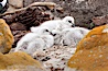 Kelp goose chicks, nestled on sand between rocks.  The kelp goose is noted for eating only seaweed, primarily of the genus ulva.  It inhabits rocky coastline habitats where it forages for kelp. New Island, Falkland Islands, United Kingdom. Image #23753