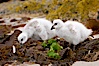 Kelp goose chicks eating kelp (seaweed).  The kelp goose is noted for eating only seaweed, primarily of the genus ulva.  It inhabits rocky coastline habitats where it forages for kelp. New Island, Falkland Islands, United Kingdom. Image #23754