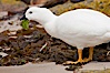 Kelp goose eating kelp, male showing entirely white plumage.  The kelp goose is noted for eating only seaweed, primarily of the genus ulva.  It inhabits rocky coastline habitats where it forages for kelp. New Island, Falkland Islands, United Kingdom. Image #23756
