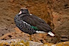 Kelp goose, female with multicolored plumage very different from the pure white of male kelp geese.  The kelp goose is noted for eating only seaweed, primarily of the genus ulva.  It inhabits rocky coastline habitats where it forages for kelp. New Island, Falkland Islands, United Kingdom. Image #23758