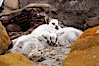 Kelp goose chicks, nestled on sand between rocks.  The kelp goose is noted for eating only seaweed, primarily of the genus ulva.  It inhabits rocky coastline habitats where it forages for kelp. New Island, Falkland Islands, United Kingdom. Image #23759