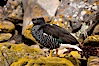 Kelp goose, female with multicolored plumage very different from the pure white of male kelp geese.  The kelp goose is noted for eating only seaweed, primarily of the genus ulva.  It inhabits rocky coastline habitats where it forages for kelp. New Island, Falkland Islands, United Kingdom. Image #23760