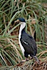 Imperial shag or blue-eyed shag, in tussock grass.  The Imperial Shag is about 30" long and 4-8 lbs, with males averaging larger than females.  It can dive as deep as 80' while foraging for small benthic fish, crustaceans, polychaetes, gastropods and octopuses. New Island, Falkland Islands, United Kingdom. Image #23761