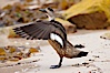 Patagonian crested duck, spreading its wings.  The crested dusk inhabits coastal regions where it forages for invertebrates and marine algae.  The male and female are similar in appearance. New Island, Falkland Islands, United Kingdom. Image #23763