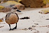 Patagonian crested duck, on sand beach.  The crested dusk inhabits coastal regions where it forages for invertebrates and marine algae.  The male and female are similar in appearance. New Island, Falkland Islands, United Kingdom. Image #23764