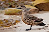 Patagonian crested duck, on sand beach.  The crested dusk inhabits coastal regions where it forages for invertebrates and marine algae.  The male and female are similar in appearance. New Island, Falkland Islands, United Kingdom. Image #23765