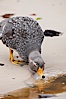 Flightless steamer duck, on sand beach.  The flightless steamer duck is a marine duck which occupies and guards a set length of coastline as its territory and, as its name suggests, cannot fly. New Island, Falkland Islands, United Kingdom. Image #23766