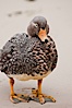 Flightless steamer duck, on sand beach.  The flightless steamer duck is a marine duck which occupies and guards a set length of coastline as its territory and, as its name suggests, cannot fly. New Island, Falkland Islands, United Kingdom. Image #23767