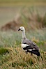 Upland goose, male, walking across grasslands. Males have a white head and breast, females are brown with black-striped wings and yellow feet. Upland geese are 24-29"  long and weigh about 7 lbs. New Island, Falkland Islands, United Kingdom. Image #23769