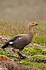 Upland goose, female, walking across grasslands. Males have a white head and breast, females are brown with black-striped wings and yellow feet. Upland geese are 24-29"  long and weigh about 7 lbs. New Island, Falkland Islands, United Kingdom. Image #23770