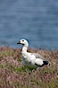 Upland goose, male, walking across grasslands. Males have a white head and breast, females are brown with black-striped wings and yellow feet. Upland geese are 24-29"  long and weigh about 7 lbs. New Island, Falkland Islands, United Kingdom. Image #23771