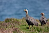 Upland geese, female, walking across grasslands. Males have a white head and breast, females are brown with black-striped wings and yellow feet. Upland geese are 24-29"  long and weigh about 7 lbs. New Island, Falkland Islands, United Kingdom. Image #23772