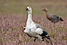 Upland goose, male, walking across grasslands. Males have a white head and breast, females are brown with black-striped wings and yellow feet. Upland geese are 24-29"  long and weigh about 7 lbs. New Island, Falkland Islands, United Kingdom. Image #23773
