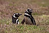 Magellanic penguins, in grasslands at the opening of their underground burrow.  Magellanic penguins can grow to 30" tall, 14 lbs and live over 25 years.  They feed in the water, preying on cuttlefish, sardines, squid, krill, and other crustaceans. New Island, Falkland Islands, United Kingdom. Image #23774