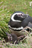 Magellanic penguin, adult and chick, in grasslands at the opening of their underground burrow.  Magellanic penguins can grow to 30" tall, 14 lbs and live over 25 years.  They feed in the water, preying on cuttlefish, sardines, squid, krill, and other crustaceans. New Island, Falkland Islands, United Kingdom. Image #23775
