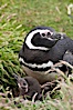 Magellanic penguin, adult and chick, in grasslands at the opening of their underground burrow.  Magellanic penguins can grow to 30" tall, 14 lbs and live over 25 years.  They feed in the water, preying on cuttlefish, sardines, squid, krill, and other crustaceans. New Island, Falkland Islands, United Kingdom. Image #23775