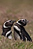 Magellanic penguins, in grasslands at the opening of their underground burrow.  Magellanic penguins can grow to 30" tall, 14 lbs and live over 25 years.  They feed in the water, preying on cuttlefish, sardines, squid, krill, and other crustaceans. New Island, Falkland Islands, United Kingdom. Image #23776