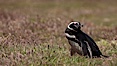 Magellanic penguin, in grasslands at the opening of their underground burrow.  Magellanic penguins can grow to 30" tall, 14 lbs and live over 25 years.  They feed in the water, preying on cuttlefish, sardines, squid, krill, and other crustaceans. New Island, Falkland Islands, United Kingdom. Image #23777