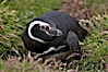 Magellanic penguin, adult and chick, in grasslands at the opening of their underground burrow.  Magellanic penguins can grow to 30" tall, 14 lbs and live over 25 years.  They feed in the water, preying on cuttlefish, sardines, squid, krill, and other crustaceans. New Island, Falkland Islands, United Kingdom. Image #23778