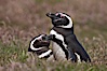 Magellanic penguins, in grasslands at the opening of their underground burrow.  Magellanic penguins can grow to 30" tall, 14 lbs and live over 25 years.  They feed in the water, preying on cuttlefish, sardines, squid, krill, and other crustaceans. New Island, Falkland Islands, United Kingdom. Image #23779