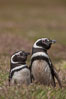 Magellanic penguins, in grasslands at the opening of their underground burrow.  Magellanic penguins can grow to 30" tall, 14 lbs and live over 25 years.  They feed in the water, preying on cuttlefish, sardines, squid, krill, and other crustaceans. New Island, Falkland Islands, United Kingdom. Image #23780