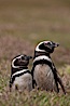 Magellanic penguins, in grasslands at the opening of their underground burrow.  Magellanic penguins can grow to 30" tall, 14 lbs and live over 25 years.  They feed in the water, preying on cuttlefish, sardines, squid, krill, and other crustaceans. New Island, Falkland Islands, United Kingdom. Image #23780