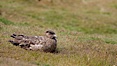 Brown skua sitting on grass. New Island, Falkland Islands, United Kingdom. Image #23796