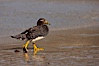 Gentoo penguin coming ashore, after foraging at sea, walking through ocean water as it wades onto a sand beach.  Adult gentoo penguins grow to be 30" and 19lb in size.  They feed on fish and crustaceans.  Gentoo penguins reside in colonies well inland from the ocean, often formed of a circular collection of stones gathered by the penguins. New Island, Falkland Islands, United Kingdom. Image #23824
