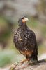 Striated caracara, aka Johnny Rook, a common raptor in the Falkland Islands. New Island, United Kingdom. Image #23827