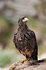 Striated caracara, aka Johnny Rook, a common raptor in the Falkland Islands. New Island, Falkland Islands, United Kingdom. Image #23827