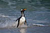 Gentoo penguin coming ashore, after foraging at sea, walking through ocean water as it wades onto a sand beach.  Adult gentoo penguins grow to be 30" and 19lb in size.  They feed on fish and crustaceans.  Gentoo penguins reside in colonies well inland from the ocean, often formed of a circular collection of stones gathered by the penguins. New Island, Falkland Islands, United Kingdom. Image #23828