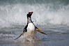 Gentoo penguin coming ashore, after foraging at sea, walking through ocean water as it wades onto a sand beach.  Adult gentoo penguins grow to be 30" and 19lb in size.  They feed on fish and crustaceans.  Gentoo penguins reside in colonies well inland from the ocean, often formed of a circular collection of stones gathered by the penguins. New Island, Falkland Islands, United Kingdom. Image #23830