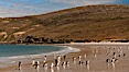 Gentoo penguins coming ashore, after foraging at sea, walking through ocean water as it wades onto a sand beach.  Adult gentoo penguins grow to be 30" and 19lb in size.  They feed on fish and crustaceans.  Gentoo penguins reside in colonies well inland from the ocean, often formed of a circular collection of stones gathered by the penguins. New Island, Falkland Islands, United Kingdom. Image #23831