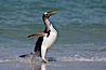 Gentoo penguin coming ashore, after foraging at sea, walking through ocean water as it wades onto a sand beach.  Adult gentoo penguins grow to be 30" and 19lb in size.  They feed on fish and crustaceans.  Gentoo penguins reside in colonies well inland from the ocean, often formed of a circular collection of stones gathered by the penguins. New Island, Falkland Islands, United Kingdom. Image #23832