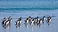 Gentoo penguins coming ashore, after foraging at sea, walking through ocean water as it wades onto a sand beach.  Adult gentoo penguins grow to be 30" and 19lb in size.  They feed on fish and crustaceans.  Gentoo penguins reside in colonies well inland from the ocean, often formed of a circular collection of stones gathered by the penguins. New Island, Falkland Islands, United Kingdom. Image #23833