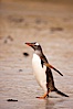 Gentoo penguin coming ashore, after foraging at sea, walking through ocean water as it wades onto a sand beach.  Adult gentoo penguins grow to be 30" and 19lb in size.  They feed on fish and crustaceans.  Gentoo penguins reside in colonies well inland from the ocean, often formed of a circular collection of stones gathered by the penguins. New Island, Falkland Islands, United Kingdom. Image #23834