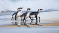 Magellanic penguins, coming ashore on a sandy beach.  Magellanic penguins can grow to 30" tall, 14 lbs and live over 25 years.  They feed in the water, preying on cuttlefish, sardines, squid, krill, and other crustaceans. New Island, Falkland Islands, United Kingdom. Image #23924