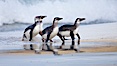Magellanic penguins, coming ashore on a sandy beach.  Magellanic penguins can grow to 30" tall, 14 lbs and live over 25 years.  They feed in the water, preying on cuttlefish, sardines, squid, krill, and other crustaceans. New Island, Falkland Islands, United Kingdom. Image #23924