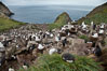 Colony of nesting black-browed albatross, rockhopper penguins and Imperial shags, set high above the ocean on tussock grass-covered seacliffs. Westpoint Island, Falkland Islands, United Kingdom. Image #23953
