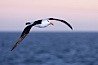 Black-browed albatross in flight, at sea.  The black-browed albatross is a medium-sized seabird at 31-37" long with a 79-94" wingspan and an average weight of 6.4-10 lb. They have a natural lifespan exceeding 70 years. They breed on remote oceanic islands and are circumpolar, ranging throughout the Southern Oceanic. Falkland Islands, United Kingdom. Image #23962