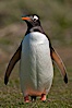 Gentoo penguin.  Gentoo penguins reach 36" in height and weigh up to 20 lbs.  They are the fastest swimming species of penguing, feeding in marine crustaceans and fishes. Carcass Island, Falkland Islands, United Kingdom. Image #23963