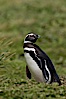 Magellanic penguin, at its burrow in short grass, in the interior of Carcass Island. Carcass Island, Falkland Islands, United Kingdom. Image #23964