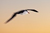 Black-browed albatross in flight, at sea.  The black-browed albatross is a medium-sized seabird at 31-37" long with a 79-94" wingspan and an average weight of 6.4-10 lb. They have a natural lifespan exceeding 70 years. They breed on remote oceanic islands and are circumpolar, ranging throughout the Southern Oceanic. Falkland Islands, United Kingdom. Image #23965
