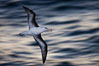Black-browed albatross flying over the ocean, as it travels and forages for food at sea.  The black-browed albatross is a medium-sized seabird at 31-37" long with a 79-94" wingspan and an average weight of 6.4-10 lb. They have a natural lifespan exceeding 70 years. They breed on remote oceanic islands and are circumpolar, ranging throughout the Southern Oceanic. Falkland Islands, United Kingdom. Image #23966