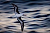 Black-browed albatross flying over the ocean, as it travels and forages for food at sea.  The black-browed albatross is a medium-sized seabird at 31-37" long with a 79-94" wingspan and an average weight of 6.4-10 lb. They have a natural lifespan exceeding 70 years. They breed on remote oceanic islands and are circumpolar, ranging throughout the Southern Oceanic. Falkland Islands, United Kingdom. Image #23966