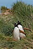 Gentoo penguins walk through tussock grass.  After foraging in the ocean for food, the penguins make their way to the interior of the island to rest at their colony. Carcass Island, Falkland Islands, United Kingdom. Image #23970