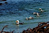 Flightless steamer duck, male, with ducklings, swimming in the ocean. Carcass Island, Falkland Islands, United Kingdom. Image #23974