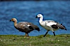 Upland goose, male (white) and female, beside pond in the interior of Carcass Island near Dyke Bay. Carcass Island, Falkland Islands, United Kingdom. Image #23976